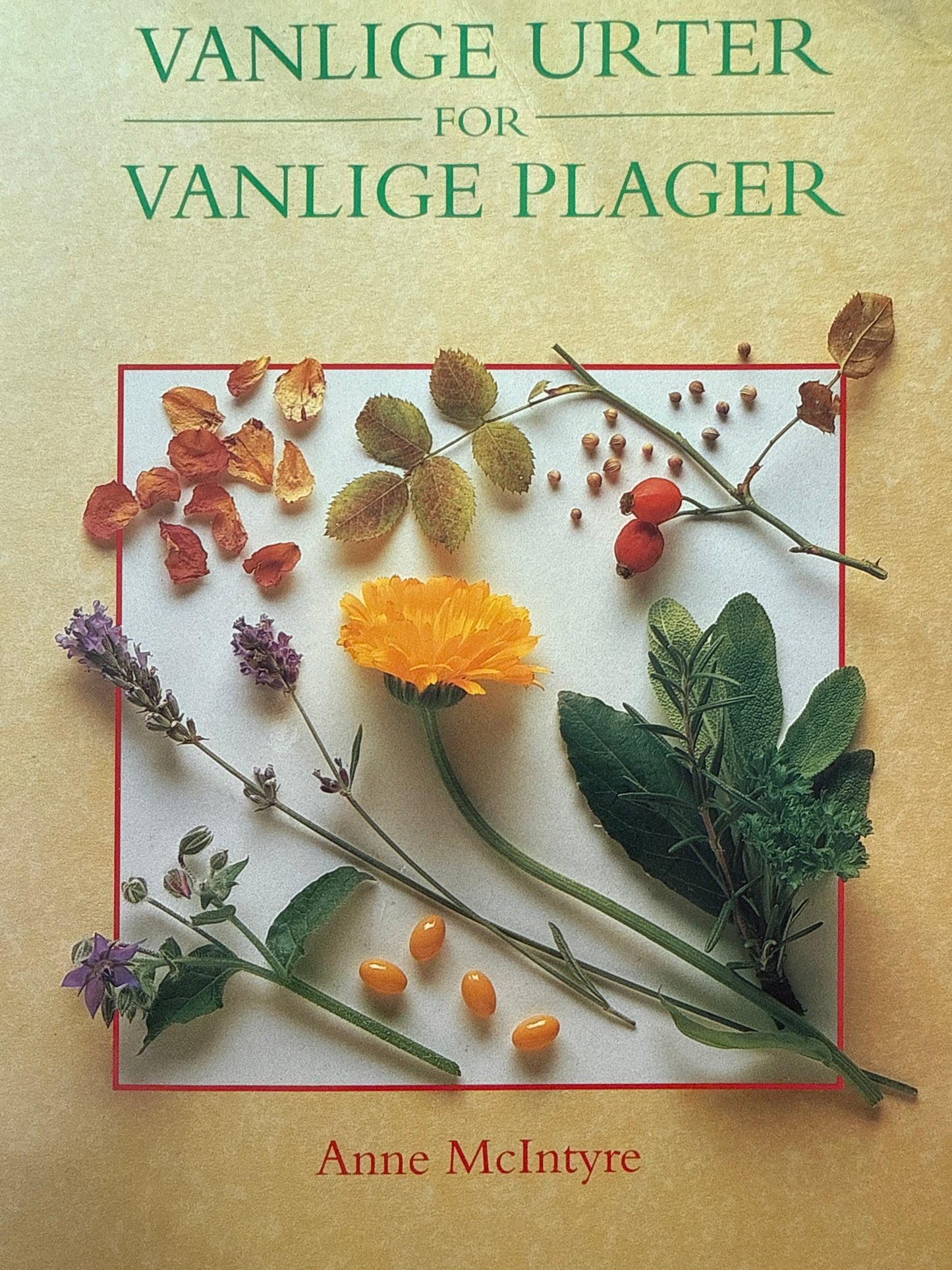 Vanlige urter for vanlige plager - Pocket